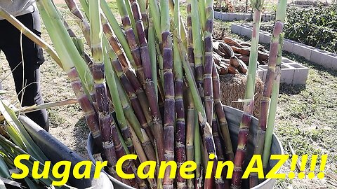 Sugar Cane in Arizona? | Grow and Harvest Sugar Cane | Desert Farming