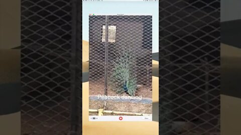 Peacock dancing inside a zoo short video,#Short,#peacock,#bird,#dance,#feathers,#tail,#nationalbird