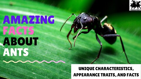 Amazing Facts About Ants | Facts You Must Know About Ants | Animals Addict