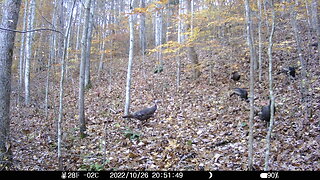 Fall Turkey's at the cabin