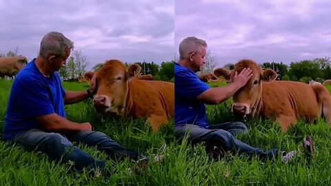 Cow acts just like a very sweet doggy