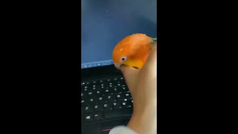 Parrot typing dancing on keyboard