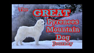 The Great Pyrenees Journey #5: Leash Training Begins