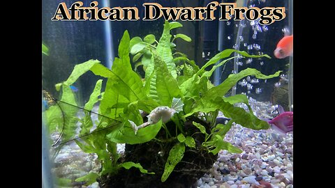 All About Your African Dwarf Frogs..