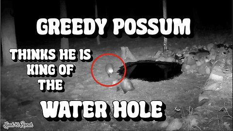 Greedy Possum thinks he owns the Water Hole!