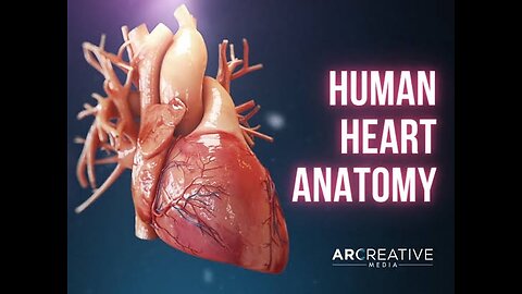 Human heart 💖💗❤️ anatomy