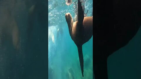 La Paz BCS Sea of Cortez Sea Lions Clip 1