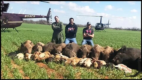 The Best Pig Hunts Of The Year - How Farmers Deal With Invasive Wild Boars