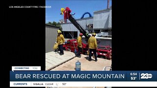 Bear rescued at Magic Mountain