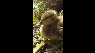 Lost And Scared Duckling Help