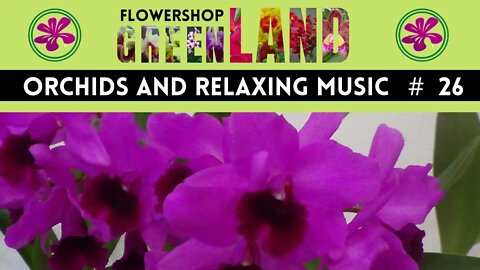 PASTORALE MUSIC | 100 ORCHIDS TO THE SOUND OF RELAXING MUSIC | # 26