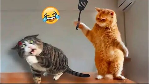 Try Not To Laugh 😍 Funniest Dogs and Cats