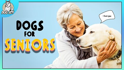 Absolute Best Dog Breeds for Seniors