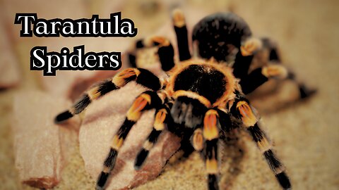 "Tarantula Spiders: Nature's Eight-Legged Wonders"