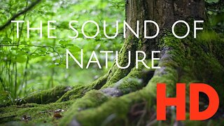 8D Natural Sounds Relax Nature ASMR - Use headphones - nightingale, chatter, etc.