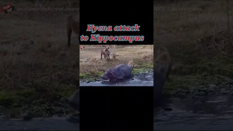 Hyena attack to Hippocampus 2022 🦛#youtubeshorts #shorts #shortvideo