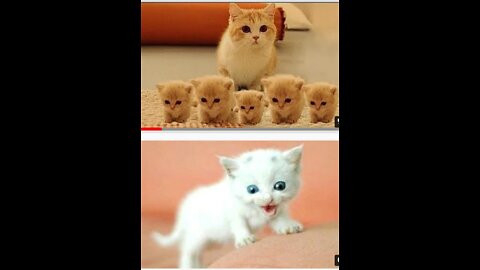 👍👍😄😆Top Funny Cat Videos Of The Weekly - Try Not To Laugh 108