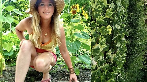 Vegetable Garden Tour: What I'm Growing & Eating from my Backyard -Pounds of Food & Meals #beerising