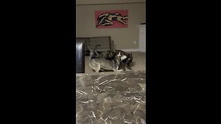 How dogs play fight