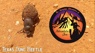 Dung Beetle a.k.a. Tumble Bugs (Texas)