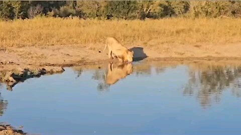 Even The King Of The Jungle Needs To Stay Hydrated