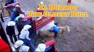 El Dorado, the Oldest Bull at Jackson Hole Rodeo Wyoming