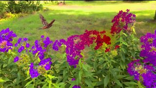 Flight of the Hawk Moth