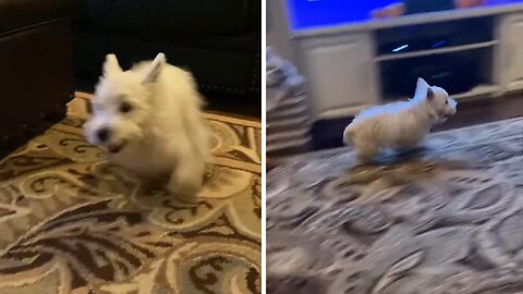 Westie Catches Severe Case Of The Zoomies