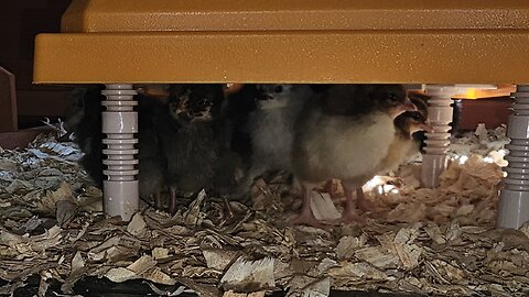 chicks diggin it day 2