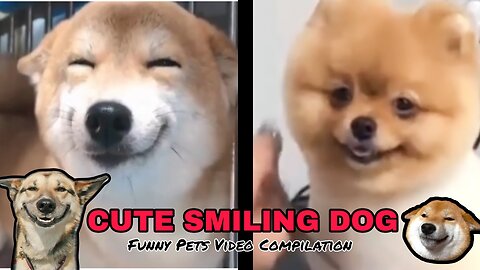 Cute " Smiling " Dog / Funny Pets Video Compilation