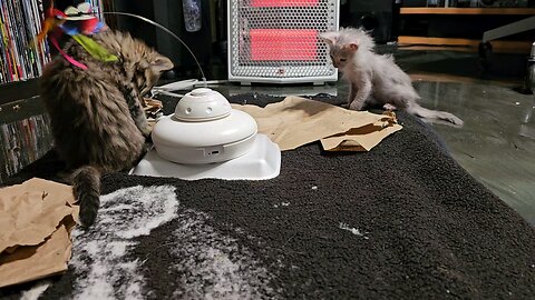 Only surviving kittens, both boys. 😢 Little one (Gizmo) Bigger one (Pillar The Cat)