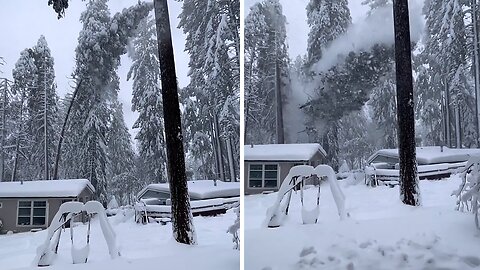 Massive Snowfall Snaps Giant Tree In Half