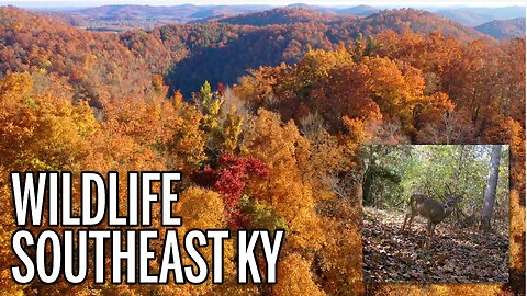 FALL Wildlife Videos at PIV Southeast KY - E116