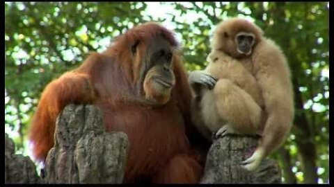 Orangutan Loves Gibbon Baby - Cincinnati Zoo