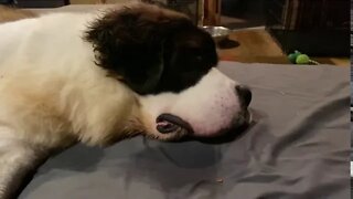 St. Bernard always snoring