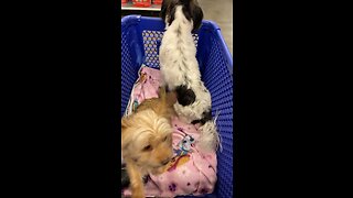 Shopping With The Puppers At Petsmart