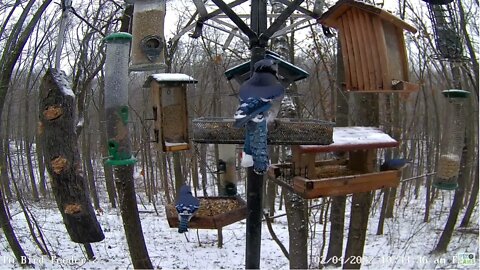 Blue Jay with frozen water on tail