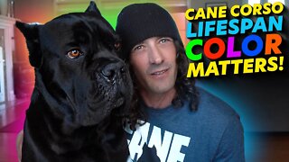 Cane Corso Lifespan COLOR MATTERS!