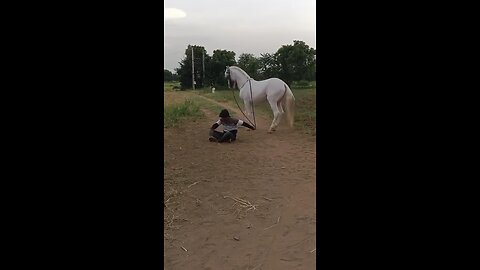 "Celestial Equines: Majestic Moments with Horses"