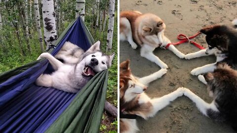 15 Minutes To See How Dramatic And Hilarious These Huskies Are Part #3️⃣ | Cutest & Funniest Puppies