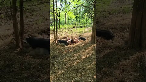 Little Pigs in Their Nest @UncleTimsFarm #kärnəvór #carnivore #shorts #hereford #freerangepigs