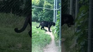 Black Panther / Black Jaguar at Moncton Zoo