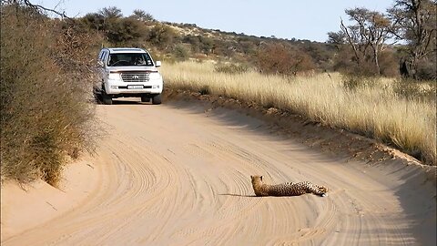 Day 9 - Traffic stopped by Cheetah laying in the road