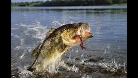 bass fishing