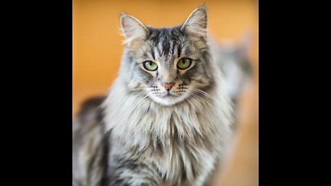 All Cat Breeds A-Z With Pictures!