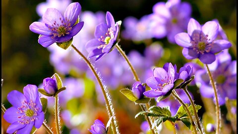 FLOWERS CAN DANCE___ Amazing nature_ Beautiful blooming flower time lapse video