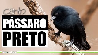 🎤PÁSSARO PRETO - 🌻Belíssimo Canto Para e Esquentar seu Pássaro Preto🌳