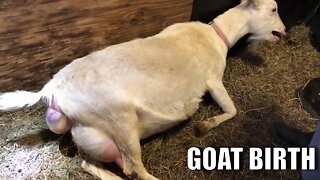 Goat Birth