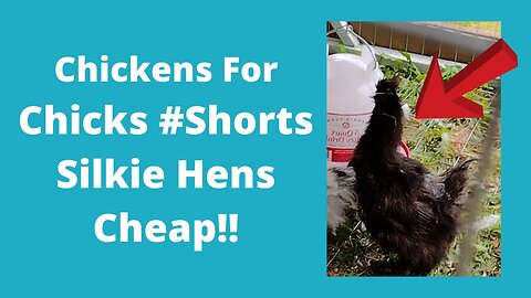New Silkie Hens #Shorts