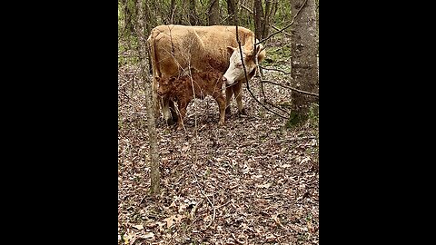 Springtime is birthing seasons.